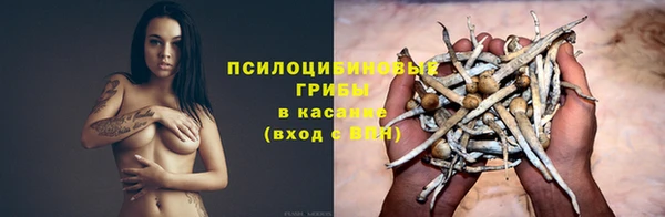 apvp Алзамай